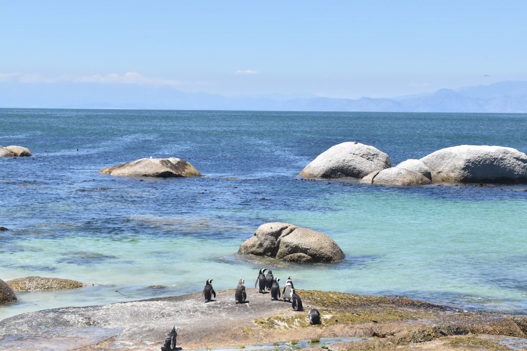 boulders beach cape town penguins african landscape